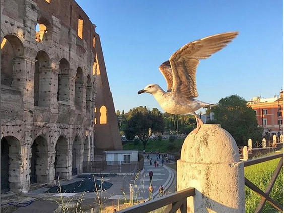 ローマで見たいフォトジェニックな夕暮れのコロッセオ！ | 地球の歩き方